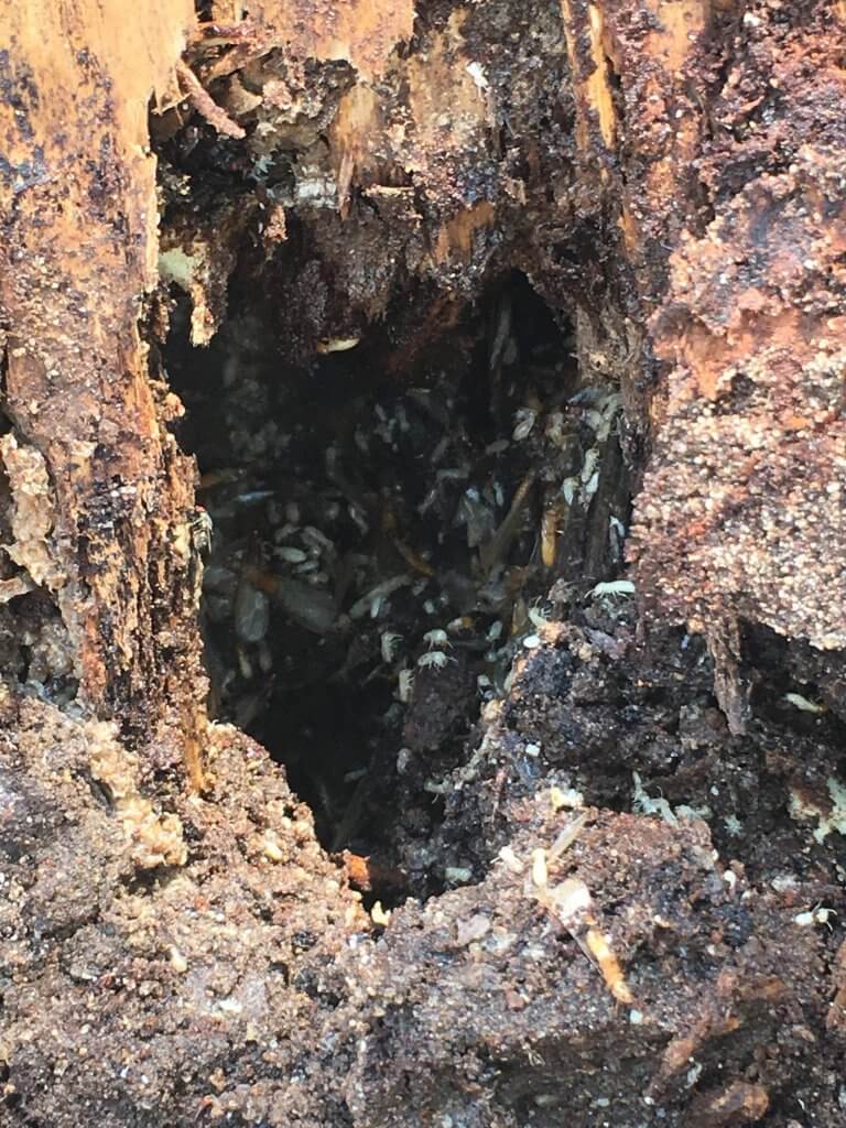 Extensive termite damage