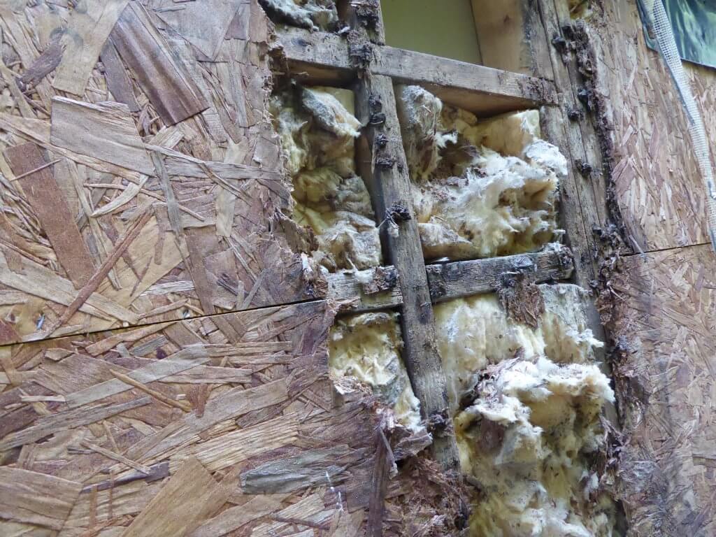 Termite damage to home