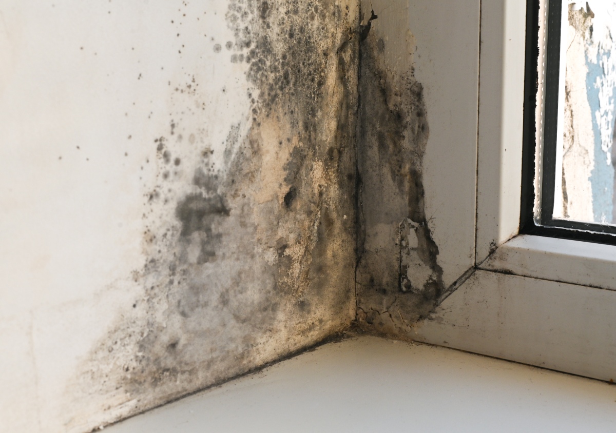 Coastal home moisture intrusion inspection and building envelope repair in Pensacola, FL